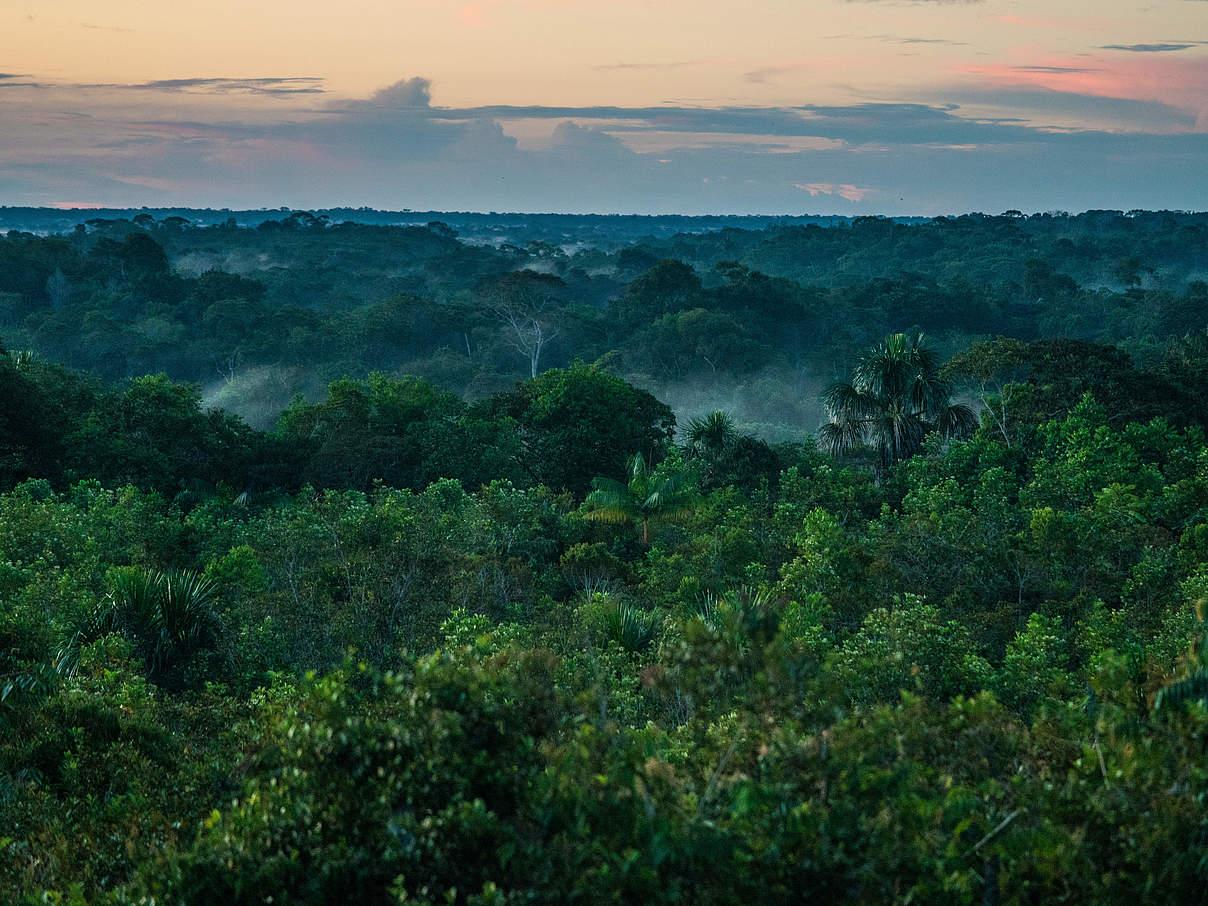 Amazonas Regenwald in Kolumbien © Luis Barreto / WWF-UK Amazonas Regenwald in Kolumbien © Luis Barreto / WWF-UK