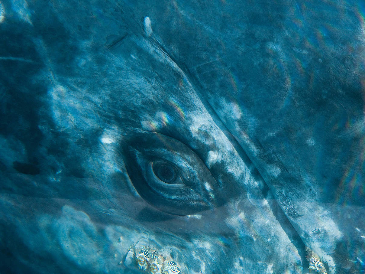 Blauwal-Auge © Florian Schulz / visionsofthewild Blauwal-Auge © Florian Schulz / visionsofthewild