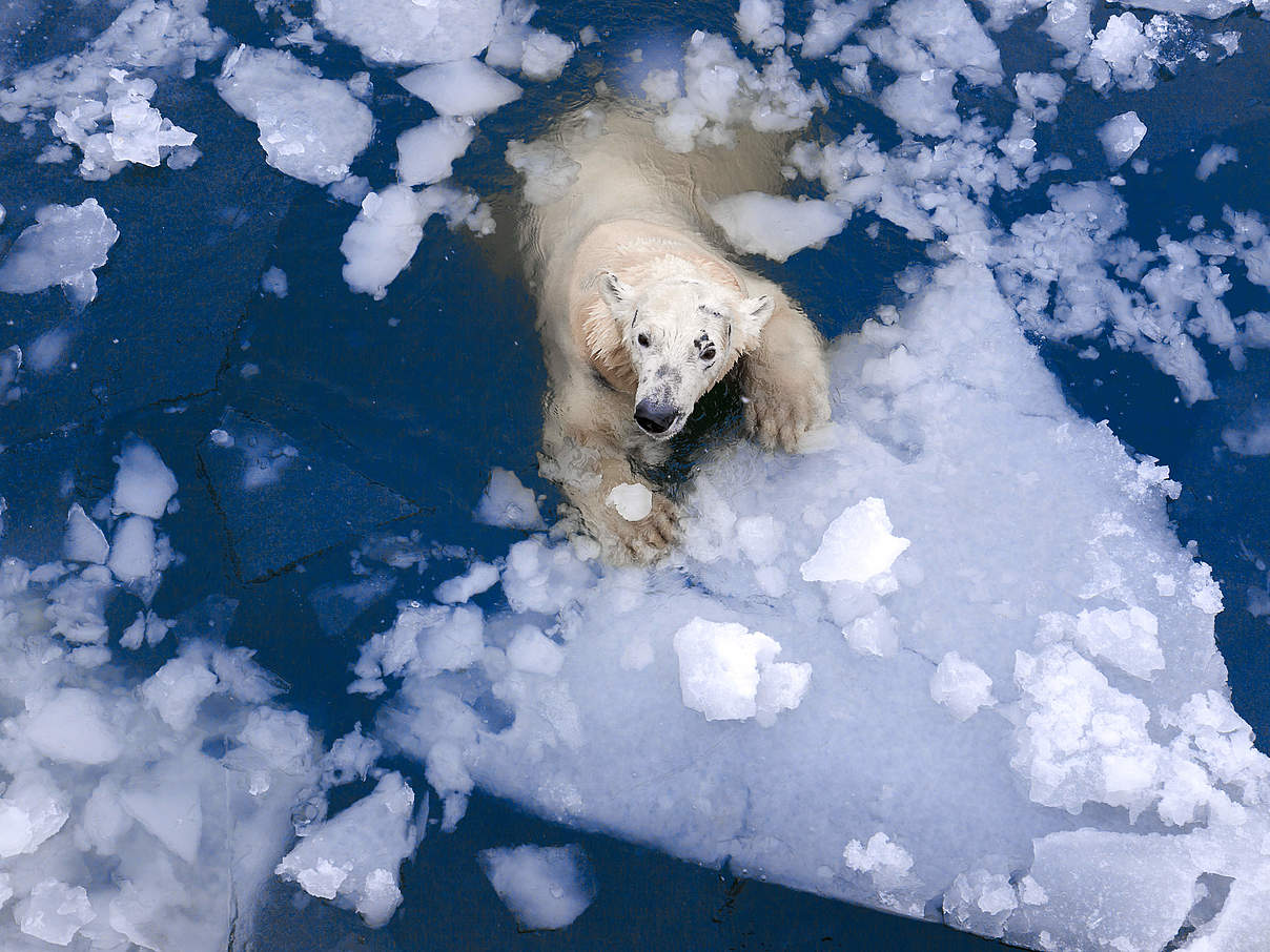Eisbär © Evgeny555 / iStock / Getty Images Eisbär © Evgeny555 / iStock / Getty Images