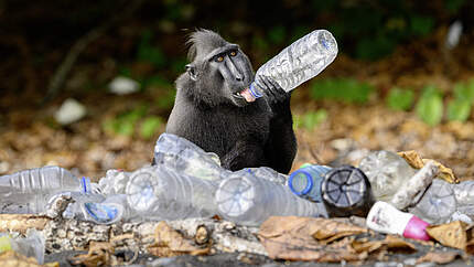 Affe umringt von Plastikflaschen © Nick Garbutt / naturepl.com / WWF