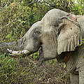 Elefant mit GPS-Halsband © Julia Thiemann / WWF Deutschland