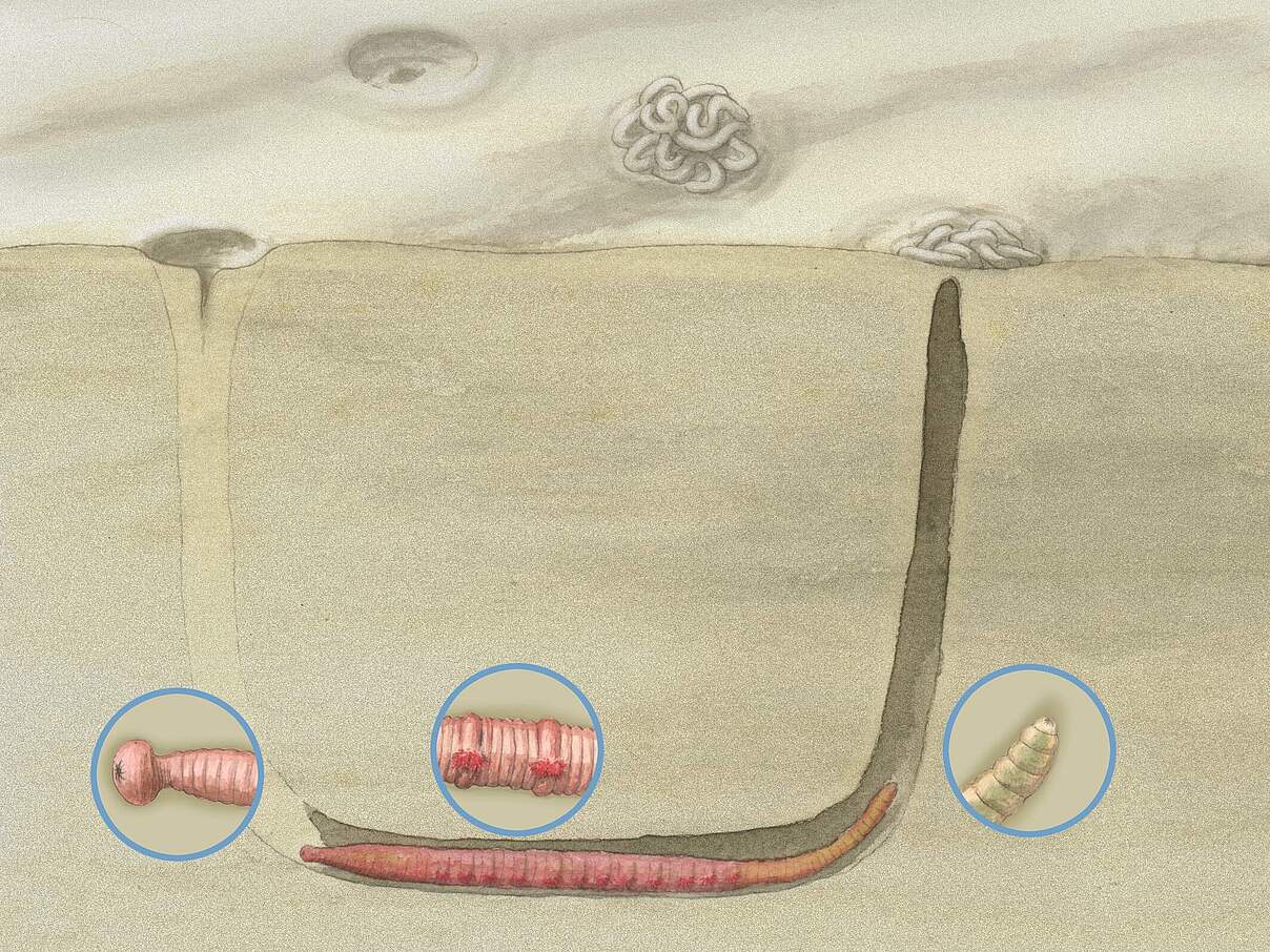 Typische Lage des Wattwurms in seiner Wohnröhre. Links der Kopf mit Mundöffnung, darüber am Meeresboden der Fraßtrichter. Rechts das Schwanzende, an der Oberfläche der Kothaufen. © WWF Typische Lage des Wattwurms in seiner Wohnröhre. Links der Kopf mit Mundöffnung, darüber am Meeresboden der Fraßtrichter. Rechts das Schwanzende, an der Oberfläche der Kothaufen. © WWF