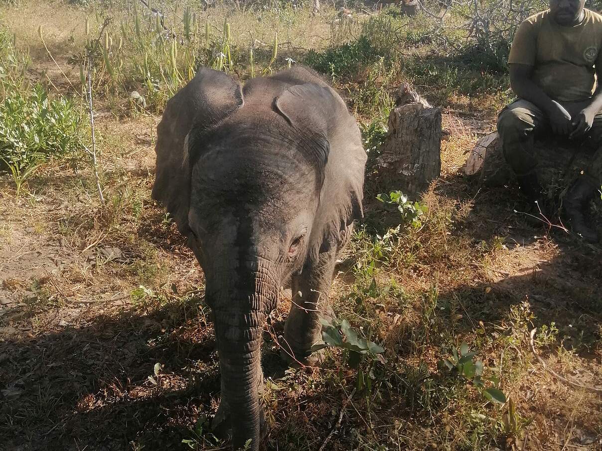 Nun muss noch die Herde von Muhesi gefunden werden © Kili.Crew Nun muss noch die Herde von Muhesi gefunden werden © Kili.Crew