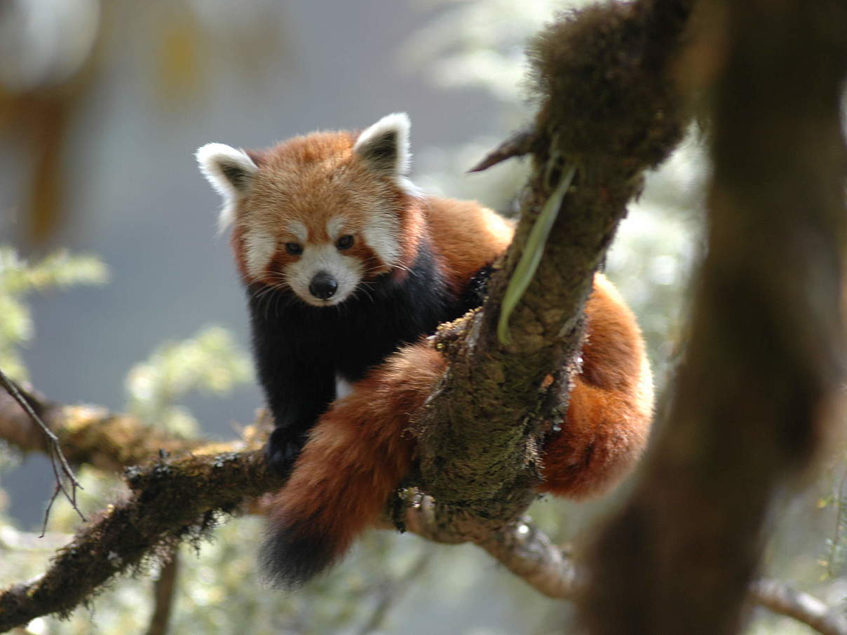 Roter Panda auf einem Baum © Peter Prokosch / WWF Roter Panda auf einem Baum © Peter Prokosch / WWF