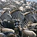 Gnus und Zebras © Shelley Lance-Fulk 