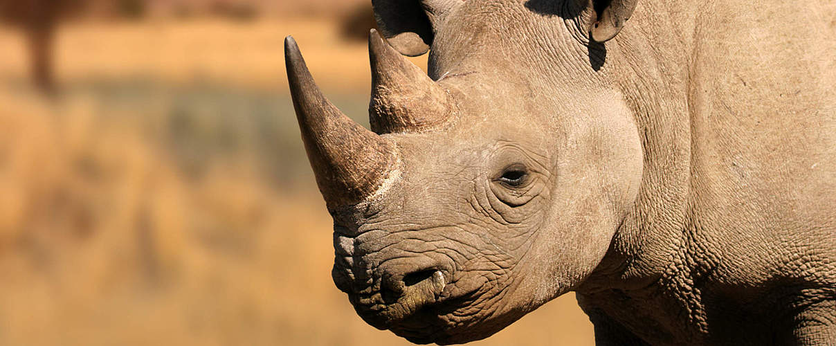 Spitzmaulnashorn © ecopic / iStock / Getty Images
