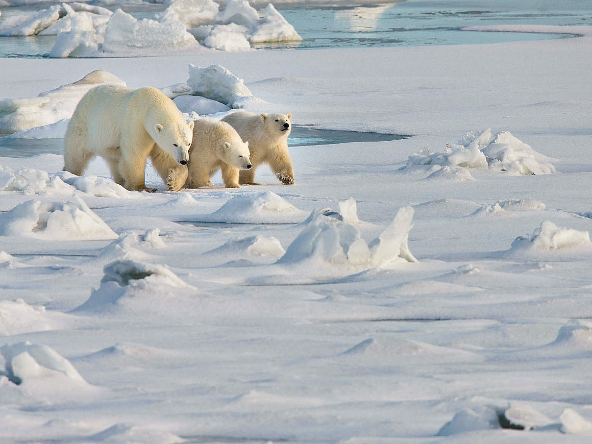 Eisbären © Michael Poliza / WWF Eisbären © Michael Poliza / WWF