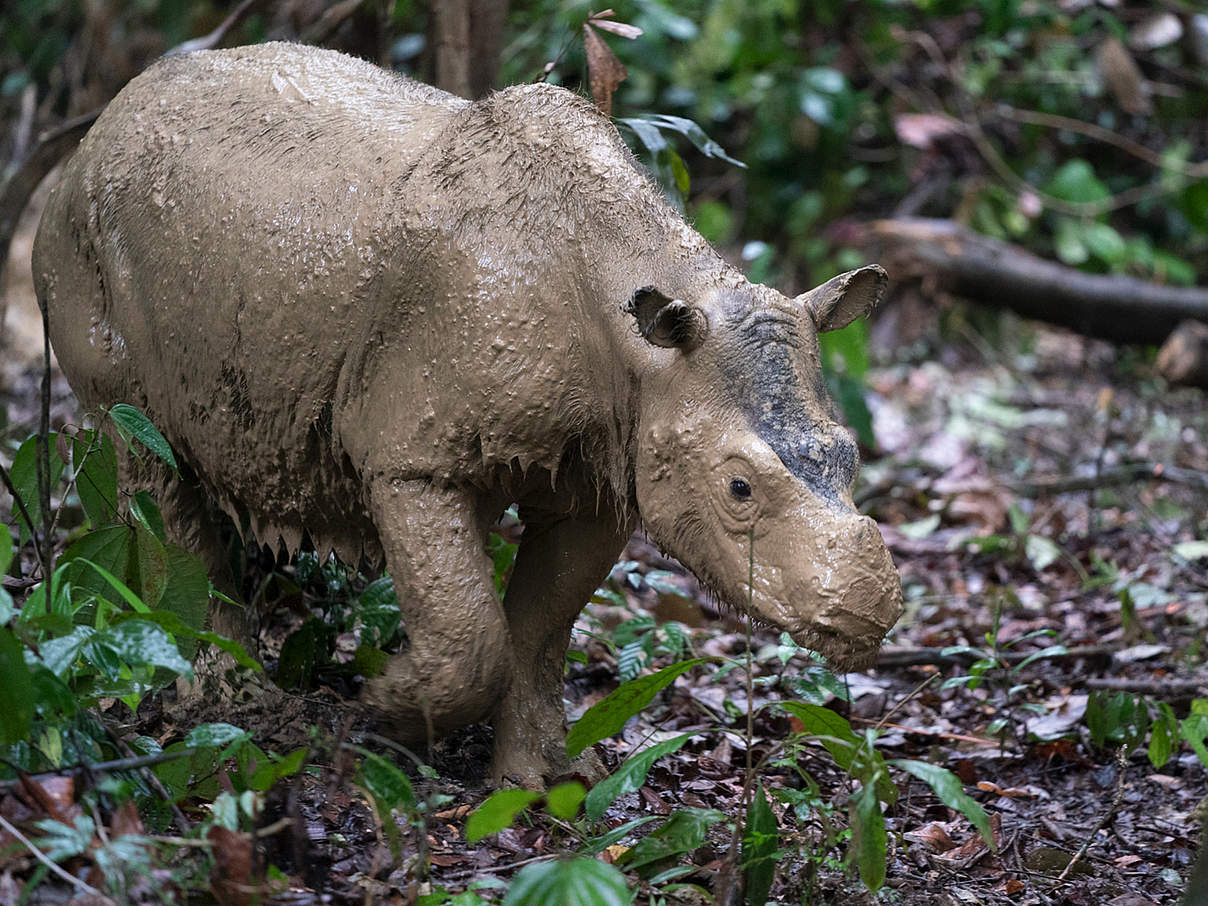 Sumatra-Nashorn © Kaisa Siren Sumatra-Nashorn © Kaisa Siren