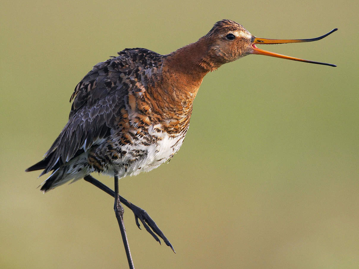 schwarzschwanzschnepfe-WW1110745-c-jari-peltomaeki-wwf.jpg Uferschnepfe (Limosa limosa) auf einem Bein stehend und rufend © Wild Wonders of Europe / Jari Peltomaeki / WWF