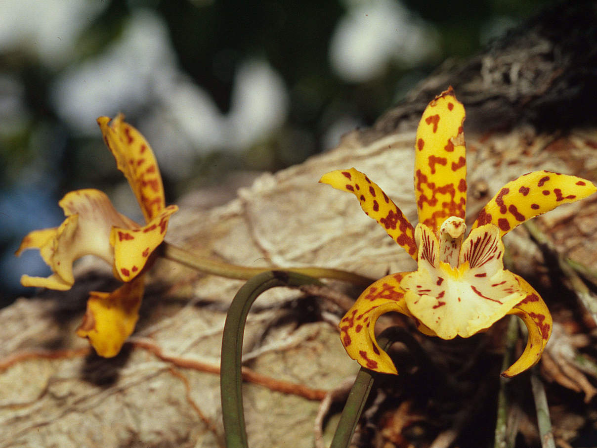 Orchidee (Orchidaceae fam.) © Juan Pratginestos / WWF Orchidee (Orchidaceae fam.) © Juan Pratginestos / WWF