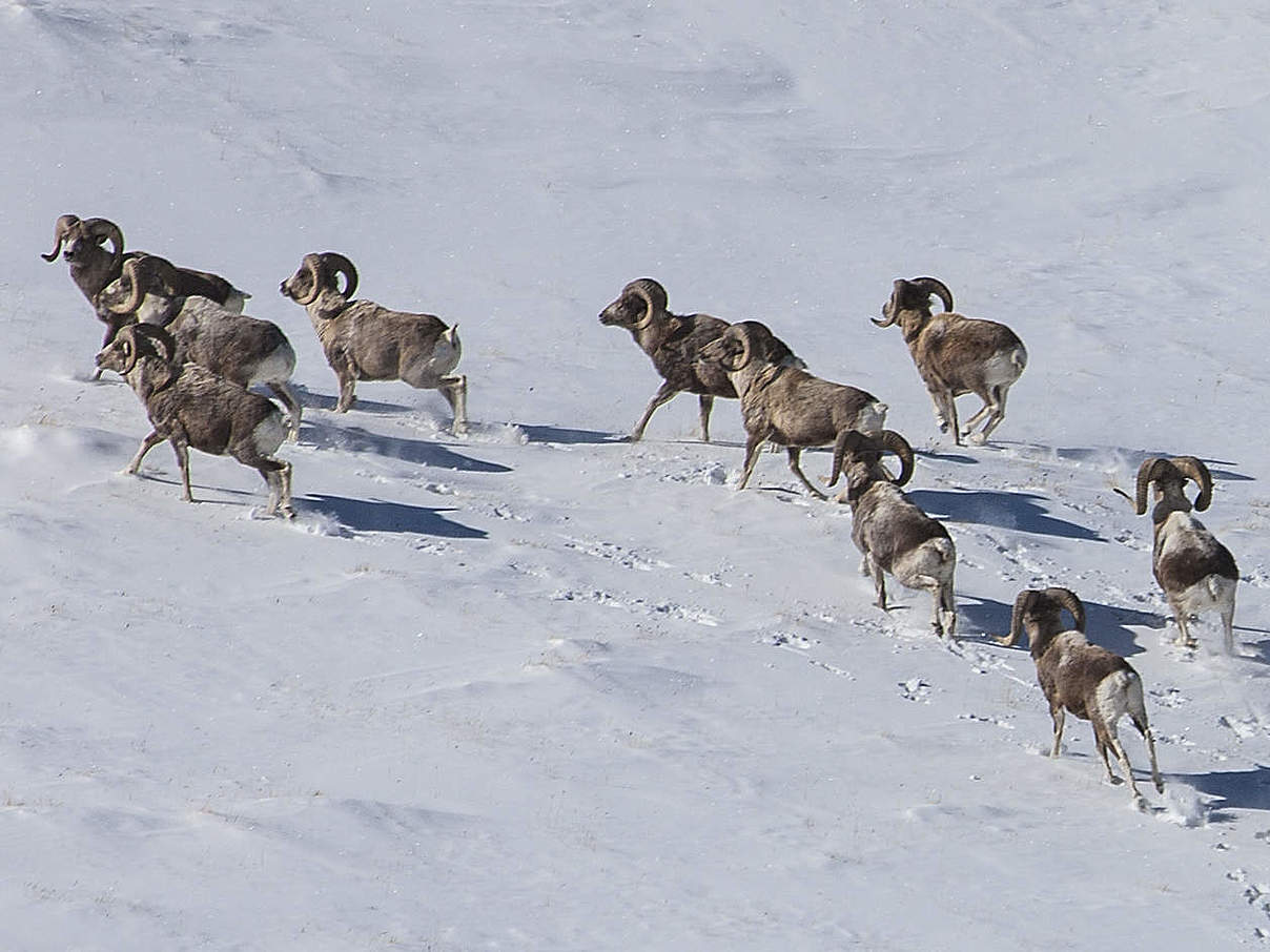 Riesenwildschafe sind Beutetiere der Schneeleoparden © Igor Haitman / WWF NL / WWF Mongolei